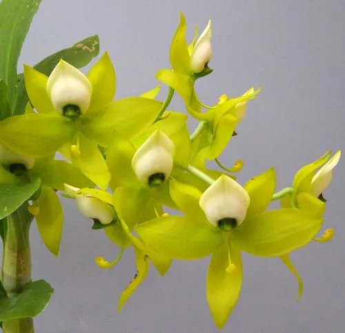 Cycnoches warcewiczii