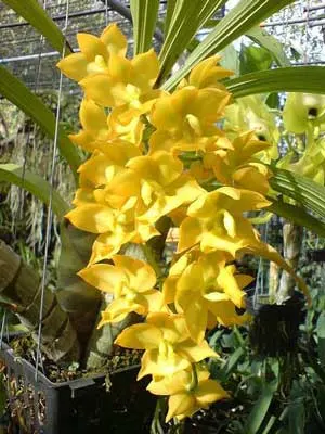 Cycnodes Jumbo Puff