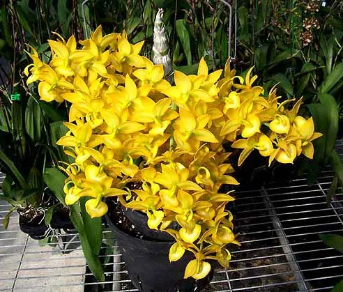 Cycnodes Taiwan Gold 'GC'
