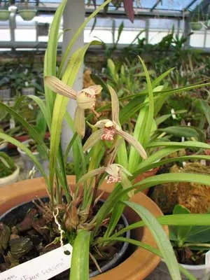 Cymbidium ensifolium 'Four Season'