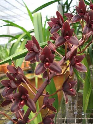 Cymbidium Little Black Sambo 'Black Magic'