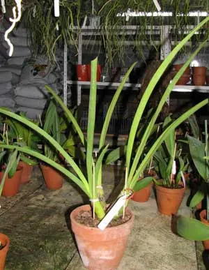Cymbidium Little Black Sambo 'Black Magic'