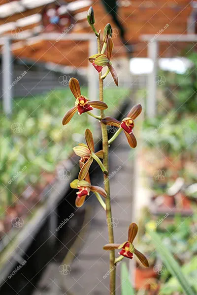 Cymbidium sinense