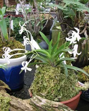 Darwinara Rainbow Stars