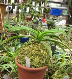 Darwinara Rainbow Stars