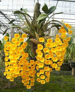 Dendrobium aggregatum