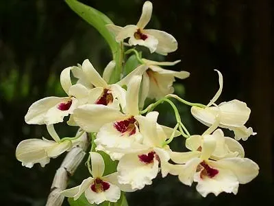 Dendrobium albosanguineum