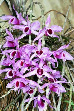 Dendrobium anosmum