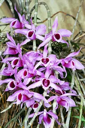 Dendrobium anosmum