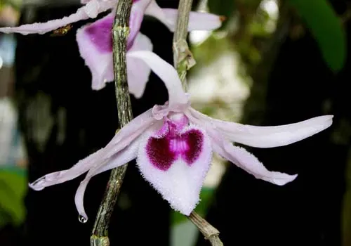 Dendrobium anosmum var. giganteum