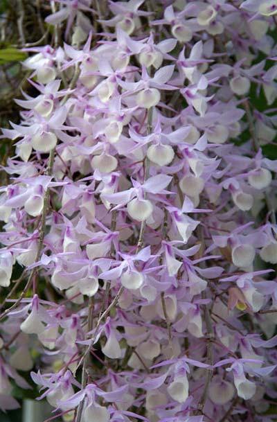 Dendrobium aphyllum