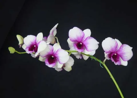 Dendrobium Apichart Rainbow x compactum