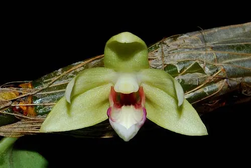 Dendrobium balzerianum