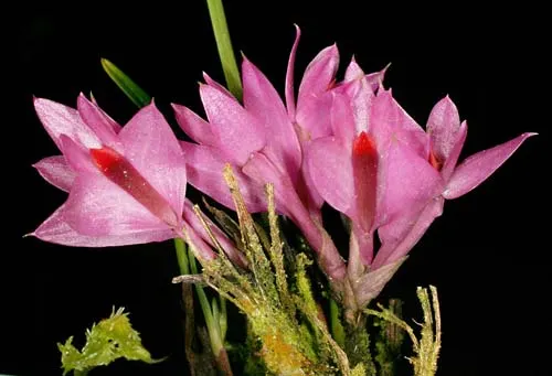 Dendrobium brassii