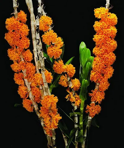 Dendrobium bullenianum