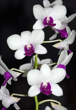 Dendrobium Burana Charming