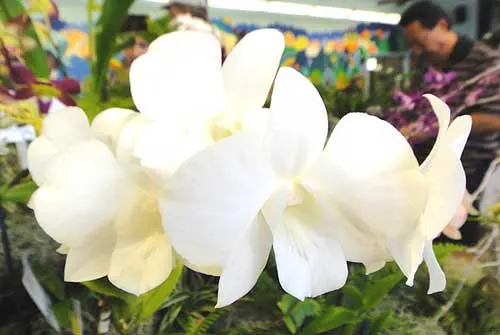 Dendrobium Burana White x White Dragon