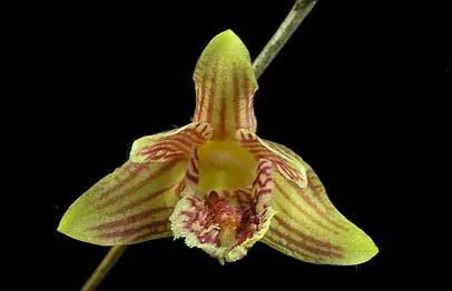 Dendrobium carinatum