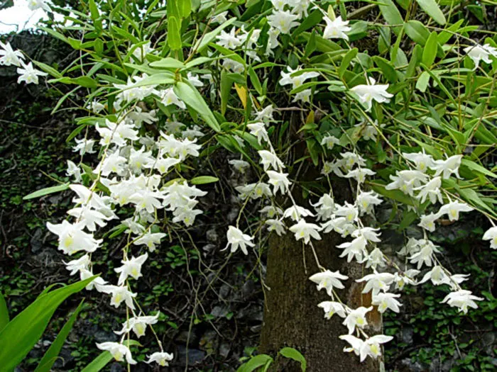 Dendrobium crumenatum
