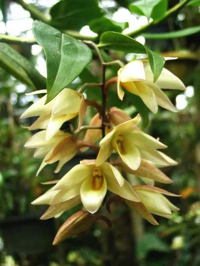 Dendrobium cymboglossum