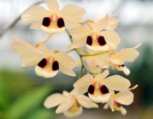 Dendrobium dalhousieanum