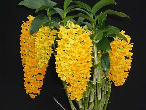 Dendrobium densiflorum