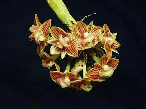 Dendrobium distichum