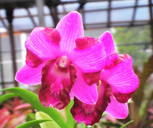 Dendrobium Doraemon