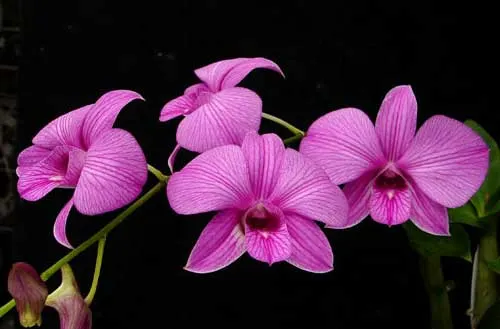Dendrobium Emma Queen