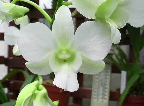 Dendrobium Emma White