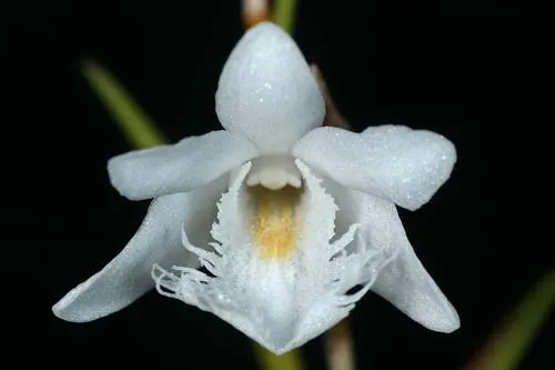 Dendrobium equitans