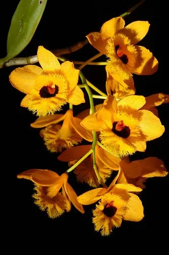 Dendrobium fimbriatum