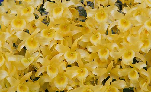 Dendrobium friedericksianum