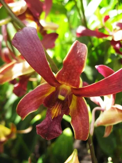 Dendrobium Garnet Beauty x mini