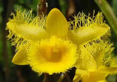 Dendrobium harveyanum