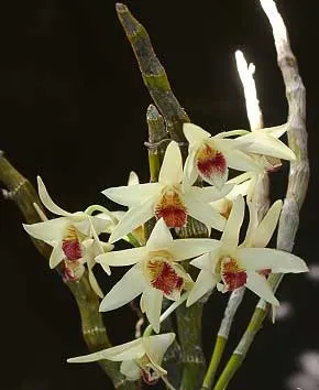 Dendrobium heterocarpum