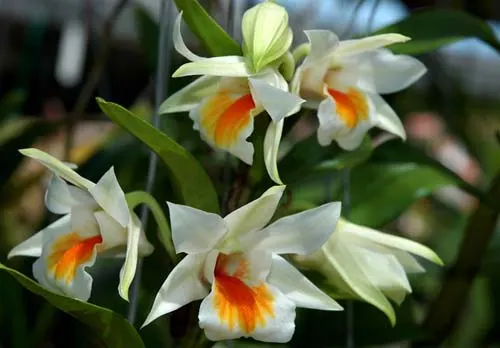 Dendrobium Hiroshi