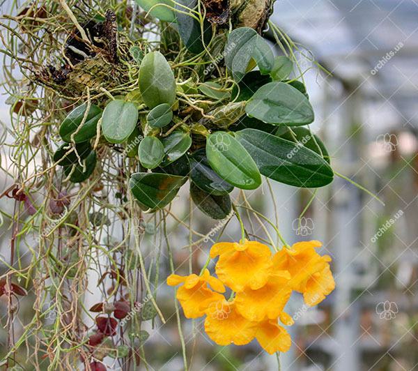 Dendrobium jenkinsii