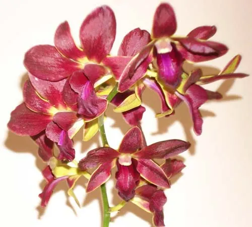 Dendrobium Kannayao