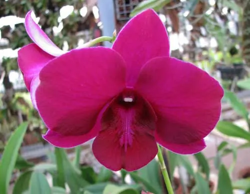 Dendrobium Big Ham