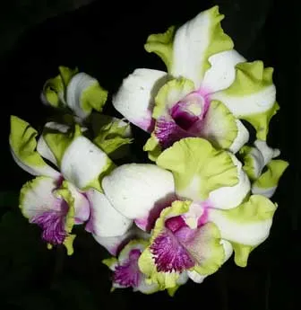 Dendrobium Kultana Fancy