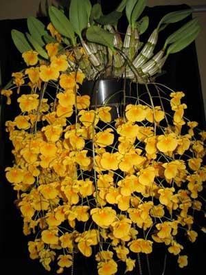 Dendrobium lindleyi