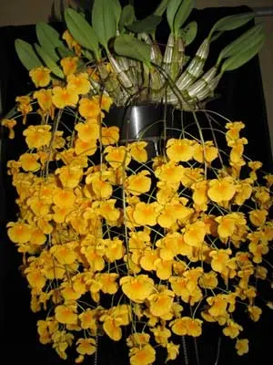 Dendrobium lindleyi