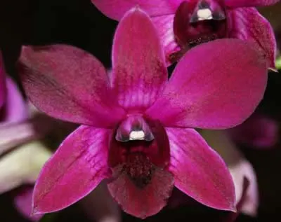 Dendrobium Emma Red Beauty