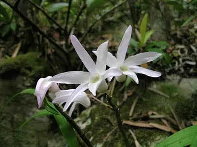 Dendrobium moniliforme Aokoryu