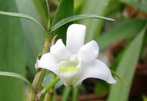 Dendrobium moniliforme Himenomai