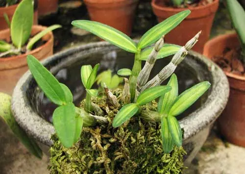 Dendrobium moniliforme Kanayama
