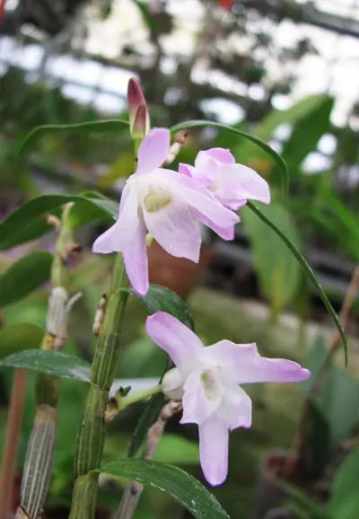 Dendrobium moniliforme Kanayama