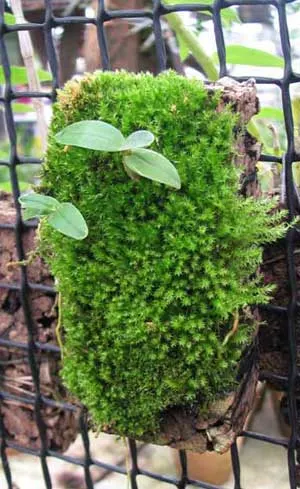 Dendrobium moniliforme Kinboshi