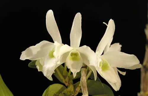 Dendrobium moniliforme Kinkaku